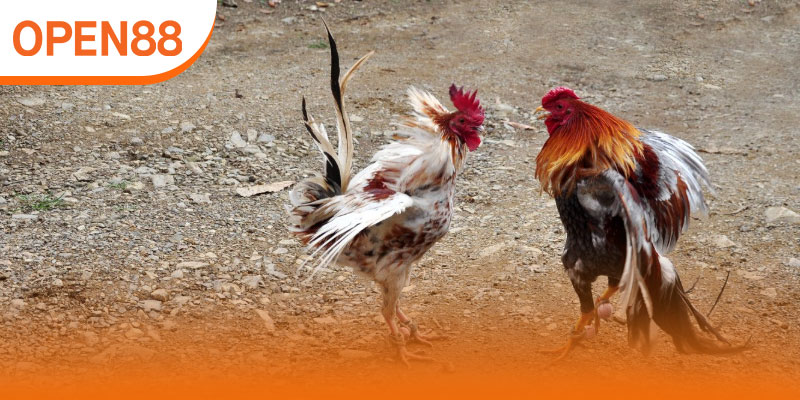 Lịch thi đấu liên tục, cược mọi lúc